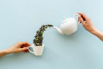 Fototapete Tee Female hand pours tea leaves from teapot in cup  © 9dreamstudio