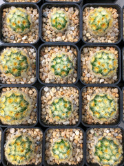 A beautiful background image of the popular M. schiedeana mammillaria cactus with furry yellow spines in several small pots.