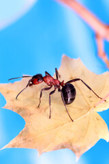 An ant sits on a maple leaf against a blue sky on an autumn sunny day.