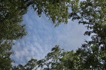 The treetops frame the sunny blue sky. 
High-cumulus clouds (Altocumulus) are visible in the sky — a typical cloud cover for the warm season. 
