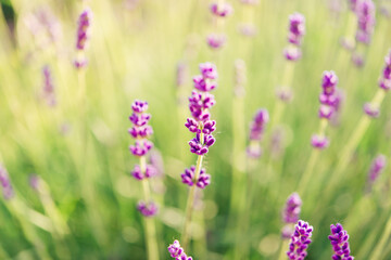 Summer lavender. Floral background. Shallow depth of field	