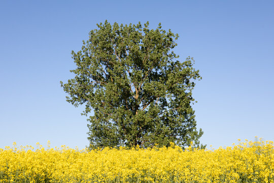 Yellow Flowers Of Rapeseed Field Blue Sky