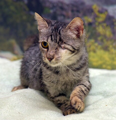 young one-eyed affectionate playful kitten