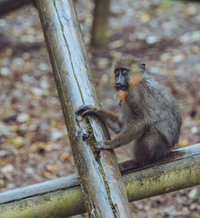 Monkey sitting on log
