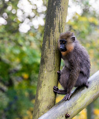 Monkey sitting on log