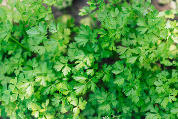 Parsley grows in the garden. Grown outdoors in the garden. Green background of parsley leaves, close-up top view