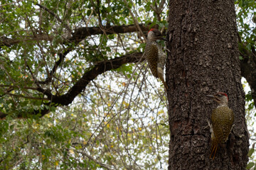 A pair of golden-tailed woodpeckers - Campethera abingoni - pecking into the trunk of a tree.  Location: Kruger National Park, South Africa