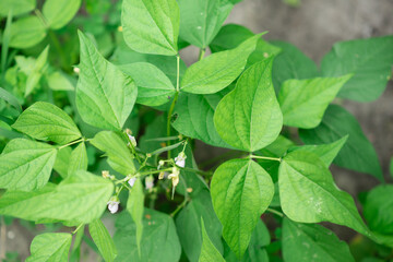 Beautiful bean flowers growing in the garden