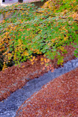 高尾山清滝駅前の紅葉