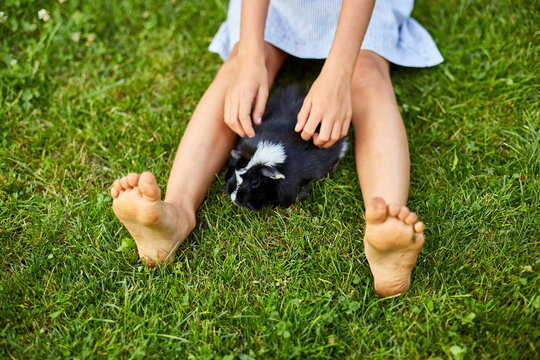 A little girl play with Black Guinea pig sitting outdoors in summer, Pet calico guinea pig grazes in the grass of his owner's backyard, love pets