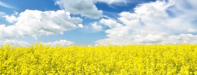 Blooming rapeseed field. Clear blue sky with glowing clouds. Cloudscape. Rural scene. Agriculture, biotechnology, fuel, food industry, alternative energy, environmental conservation. Panoramic view - 470637892