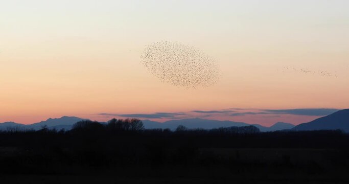 Starlings murmuration in Aiguamolls De L Emporda Nature Park, Spain. 4K UHD
