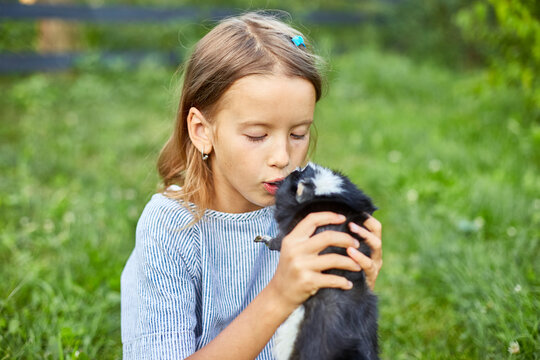 A little girl play with Black Guinea pig sitting outdoors in summer, Pet calico guinea pig grazes in the grass of his owner's backyard, love pets