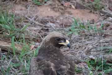 Close up of a lessor spotted eagle - Clanga pomarina.  Location: Kruger National Park, South Africa - obrazy, fototapety, plakaty