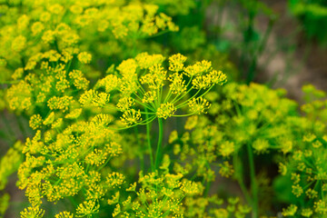 blooming dill in the garden