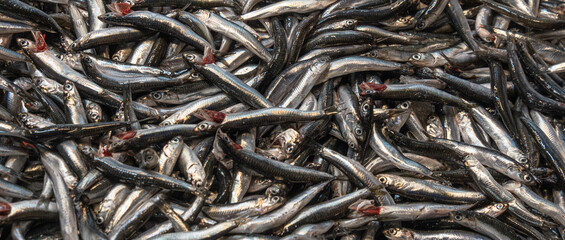 anchovy. hamsi.  fresh fish at the market, 