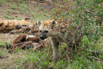 Spotted hyena cubs - Crocuta crocuta  - playing outside their den. Location: Kruger National Park, South Africa