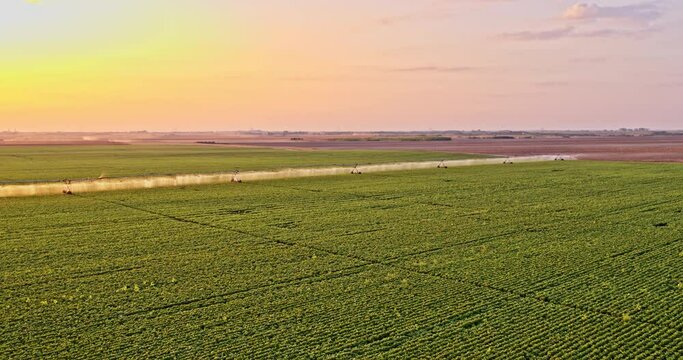 Irrigation of a green bean field