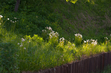 Dandelion flowers illuminated by the light of the sun