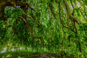 green moss on the tree wallpaper