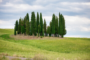 Row of Cypresses in the beautiful Tuscan countryside, Italy. © jovannig