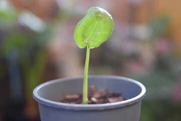 caladium plant tree in pots