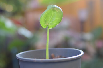 caladium plant tree in pots