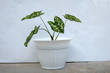 caladium praetermissum tree on white background