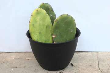 green cactus in pots on white background