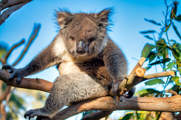 Beautiful koala relaxing on the Eucalyptus tree against blue sky, Australia