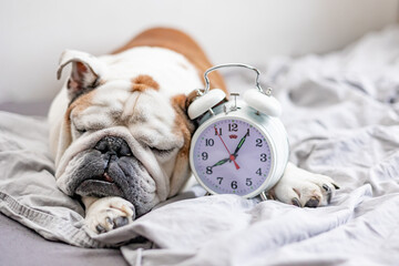 Bulldog and alarm clock