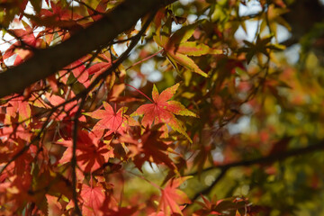 Naklejka na ściany i meble Very beautiful autumn leaves in the park