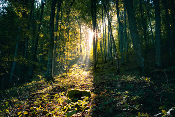 Obraz premium Wald im Herbst bei morgentlichem Sonnenlicht auf der Schwäbischen Alb
