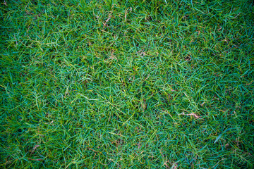 Green nature flora grass texture top view