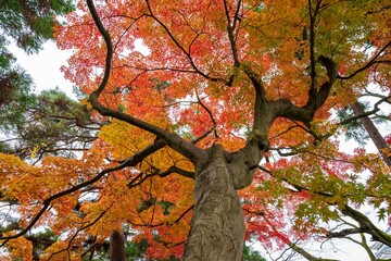 紅葉