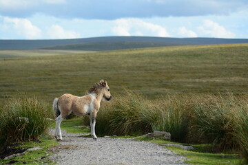 Fototapeta premium puledro in libertà praterie della scozia