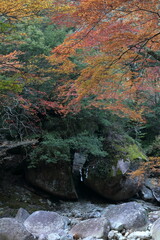 滑床渓谷　鳥居岩　紅葉　（四国　愛媛県）