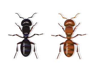 Black and red harvester ants isolated on white background.