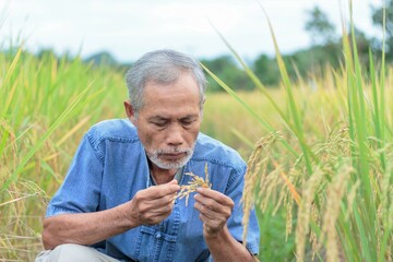 A senior Asian farmer inspects the grain.