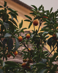 oranges on tree