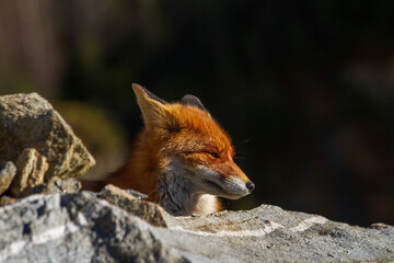 Watching fox