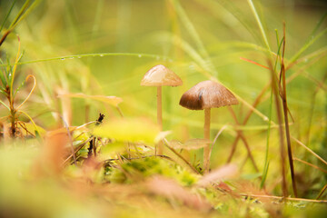 mushroom in the grass