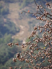 blossom in spring