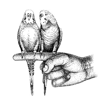recommend clip art: Budgerigarses sits on human hand. Two common, shell parakeets. Hand-drawn sketch of budgies. Cute wavy parrots in love. Couple tropical birds.
