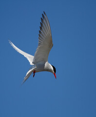 Fototapeta na wymiar Arctic tern in flight