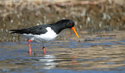 Eurasian oystercatcher on the coast