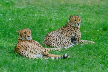 cheetah in the grass