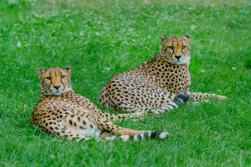 cheetah in the grass