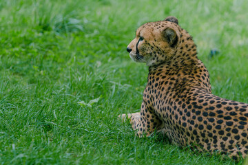 cheetah in the grass