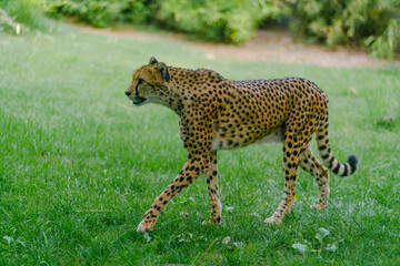 leopard in the grass